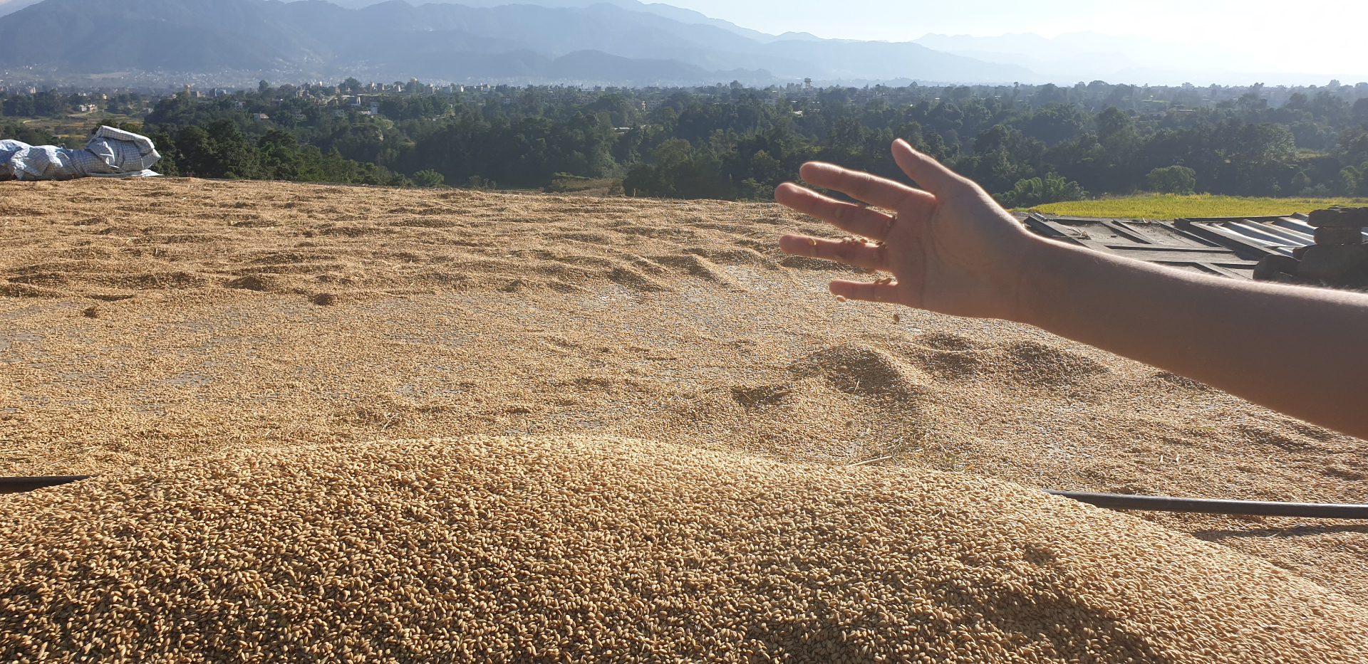 Honey, grains and herbs from the farm