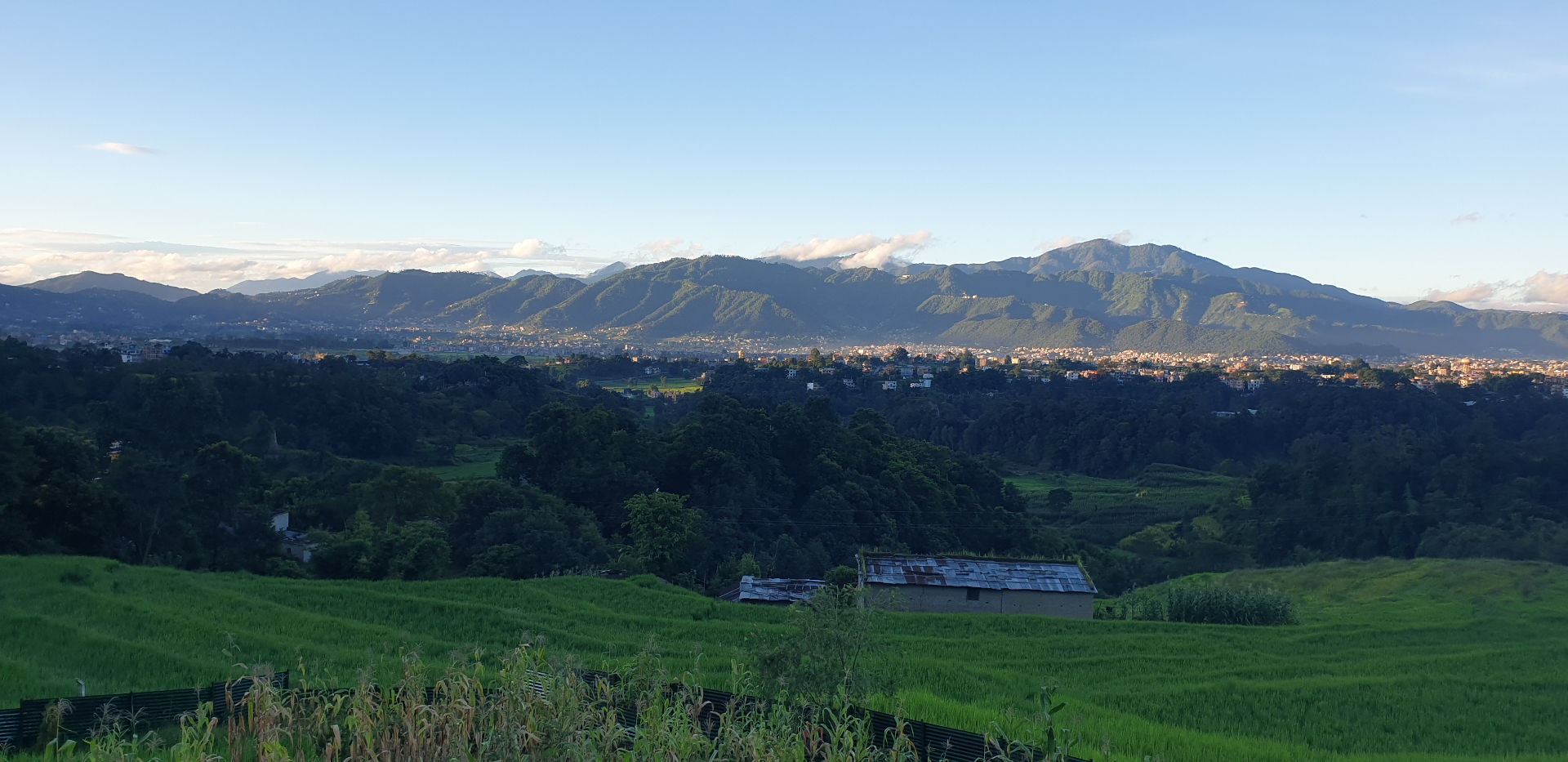 Cows grazing beside a natural pond at Mayel Farm