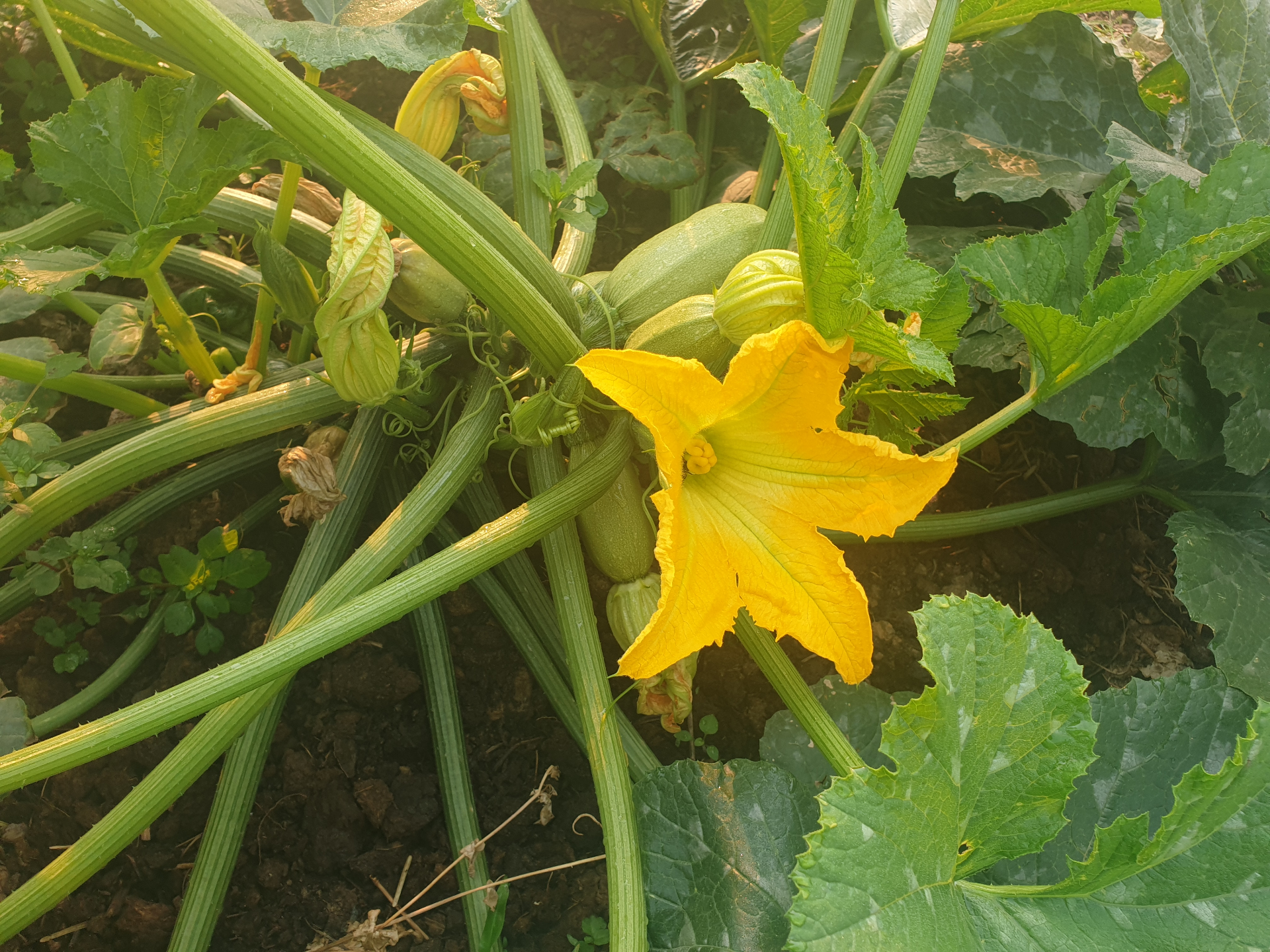 A bright squash blossom among broad green leaves